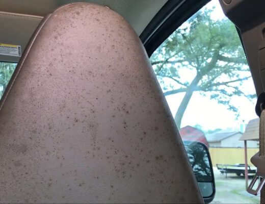 Mold on a car seat