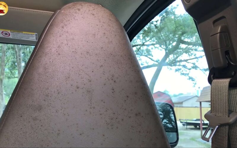 Mold on a car seat